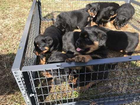 rottweiler puppies for sale san antonio